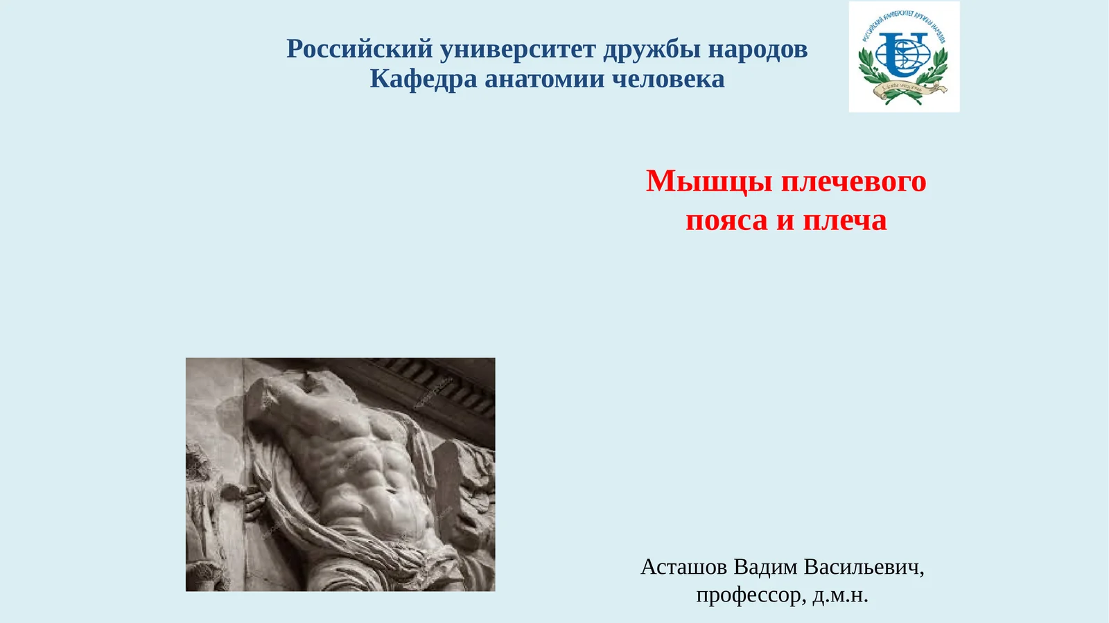 Мышцы плечевого пояса и плеча