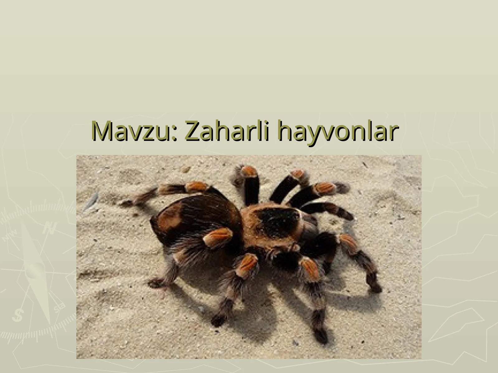 Zaharli hayvonlar