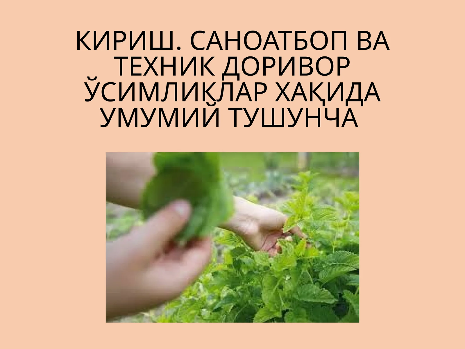 Саноатбоп ва техник доривор ўсимликлар