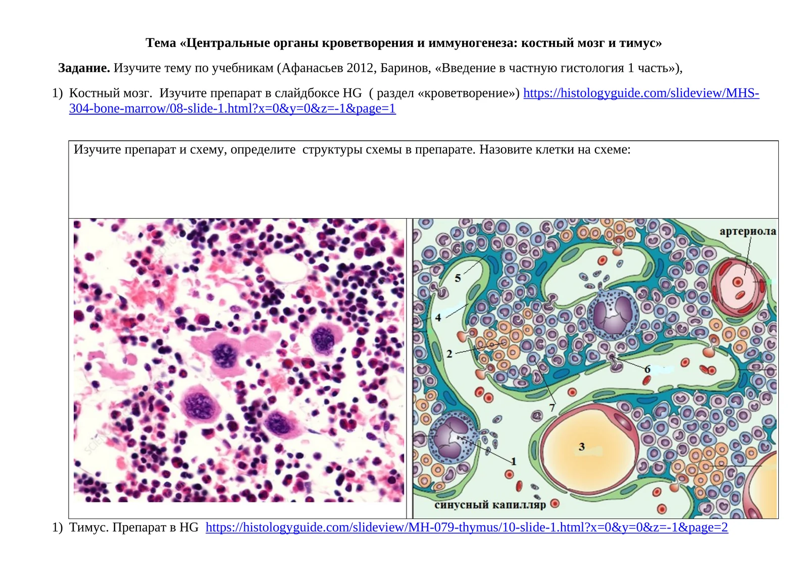 Центральные органы кроветворения и иммуногенеза: костный мозг и тимус