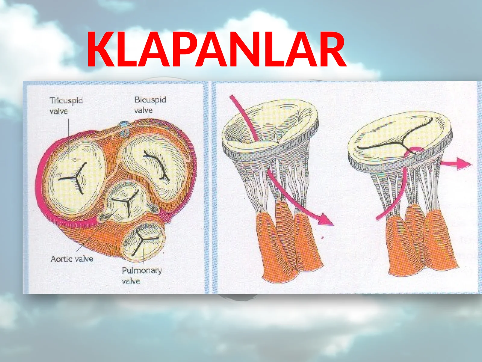 KLAPANLAR