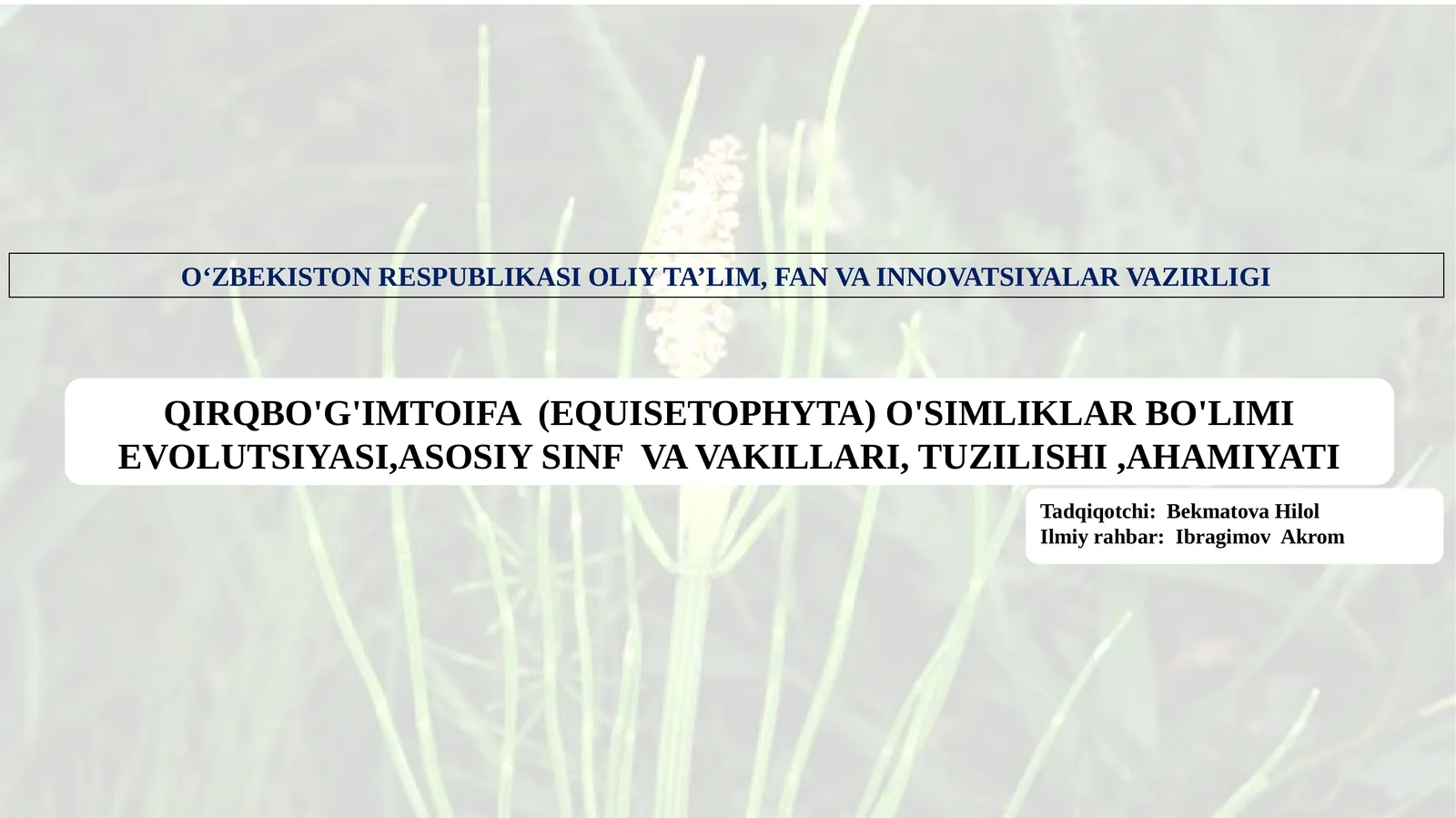 QIRQBO'G'IMTOIFA (EQUISETOPHYTA) O'SIMLIKLAR BO'LIMI EVOLUTSIYASI,ASOSIY SINF VA VAKILLARI, TUZILISHI,AHAMIYATI