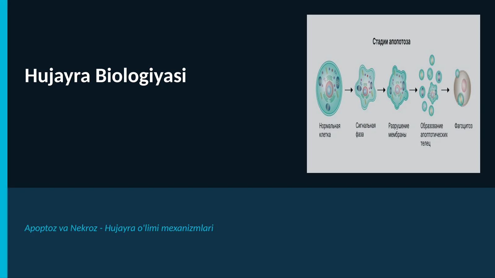 Hujayra Biologiyasi