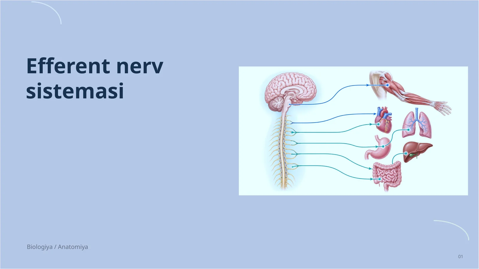 Efferent nerv sistemasi