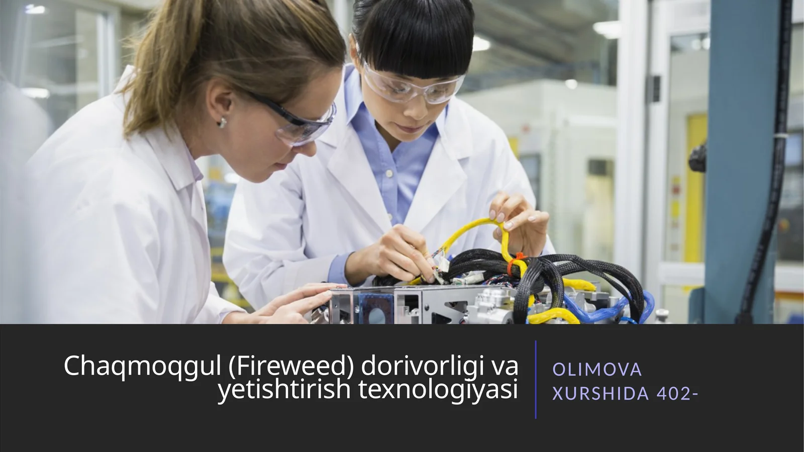 Chaqmoqgul (Fireweed) dorivorligi va yetishtirish texnologiyasi