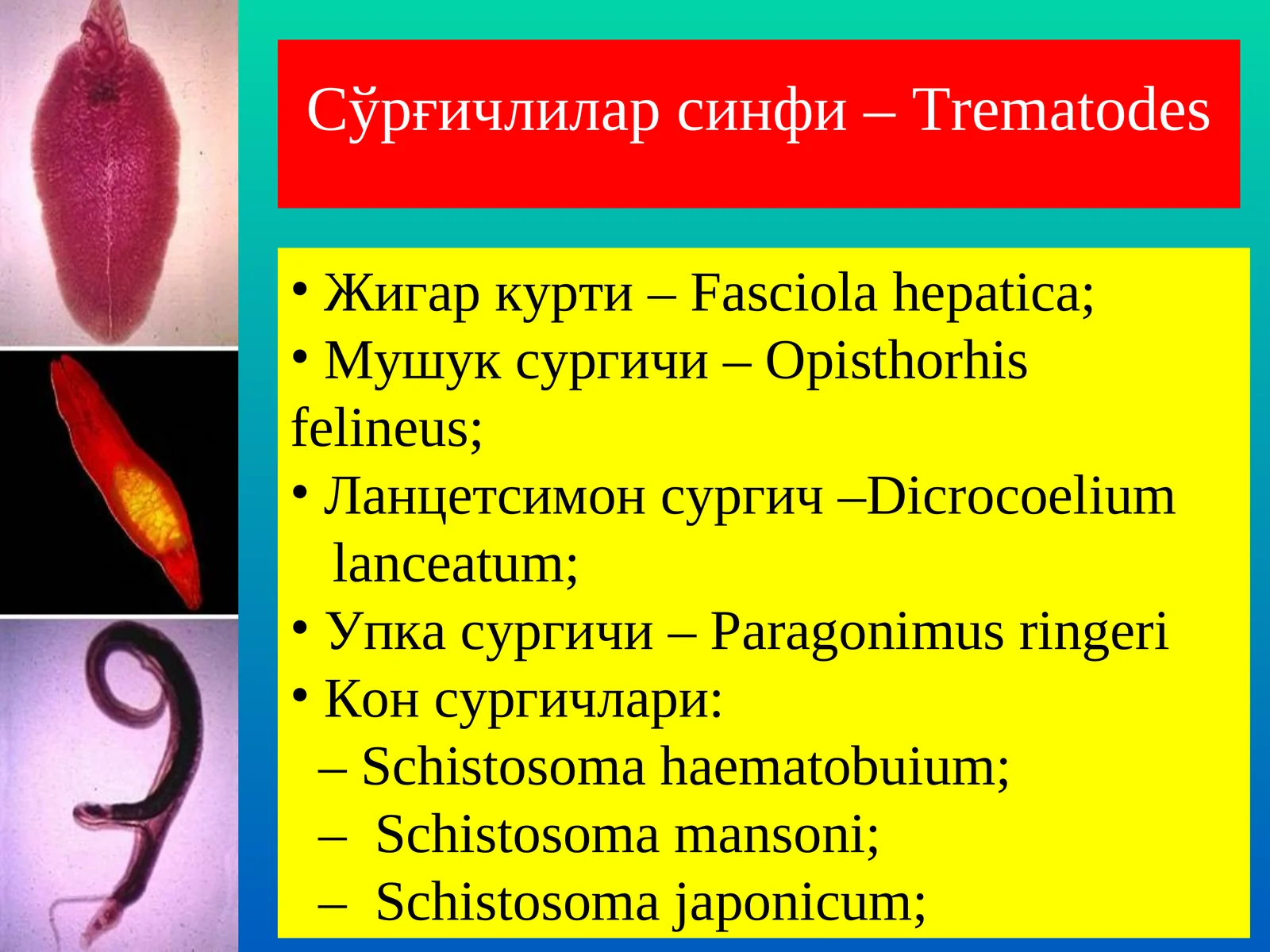 Сўрғичлилар синфи –Trematodes