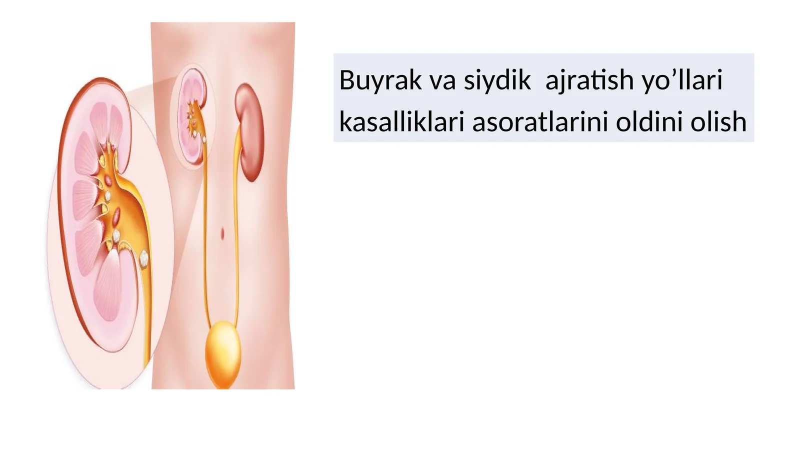 buyrak va siydik yo'li kasalliklari