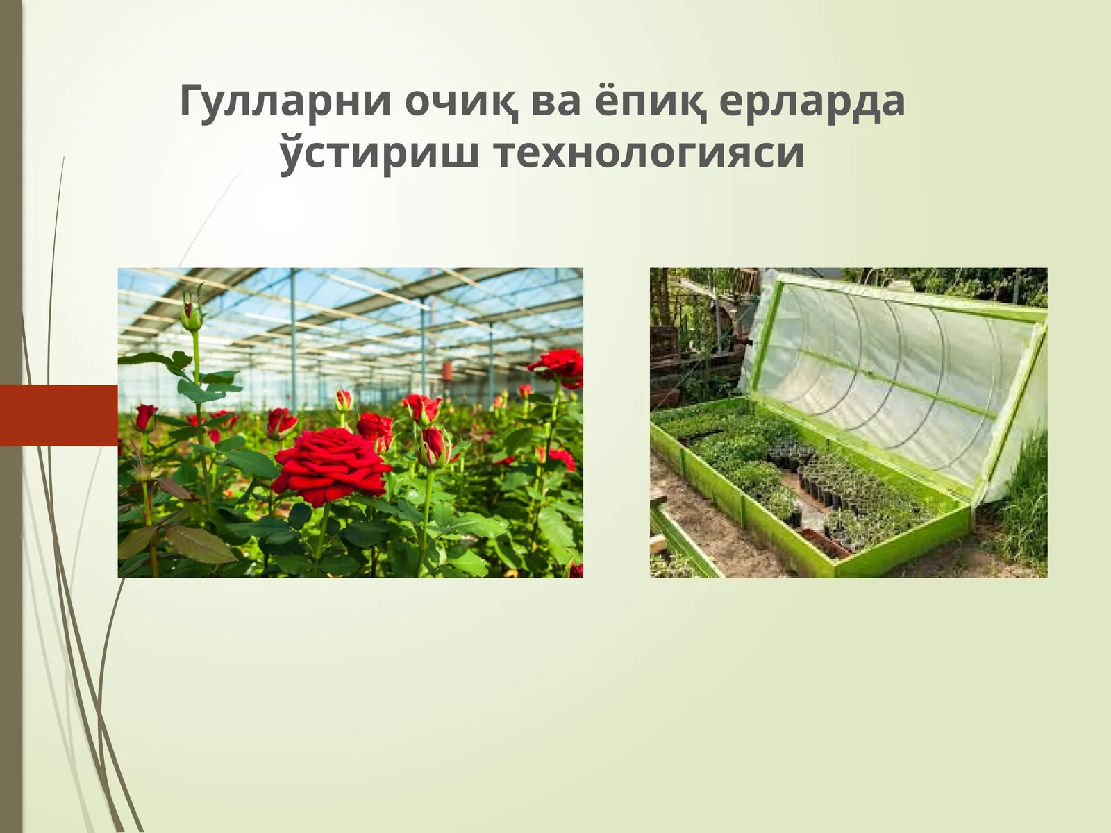 Гулларни очиқ ва ёпиқ ерларда ўстириш технологияси