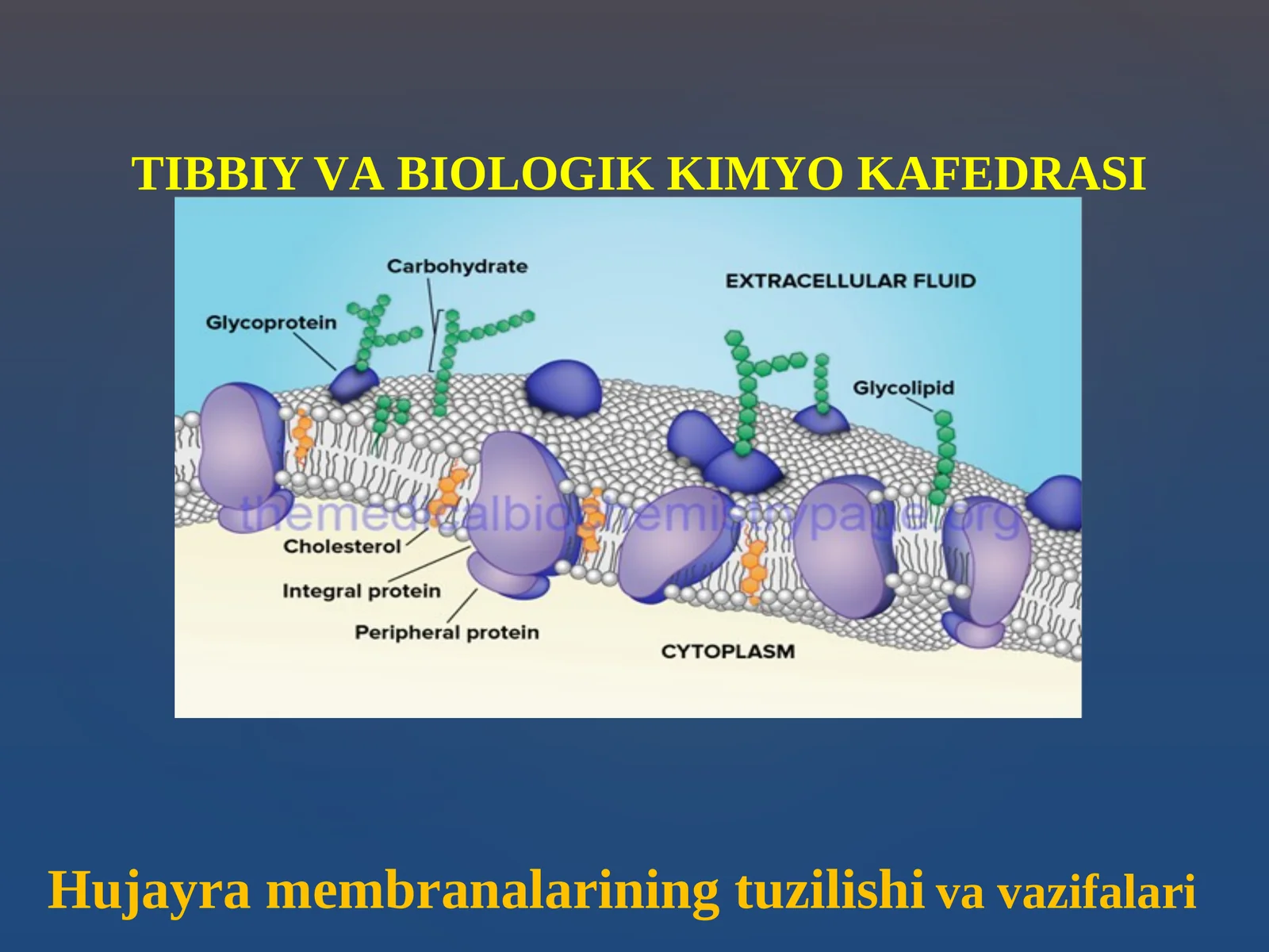 Hujаyrа mеmbrаnаlаrining tuzilishi va vazifalari