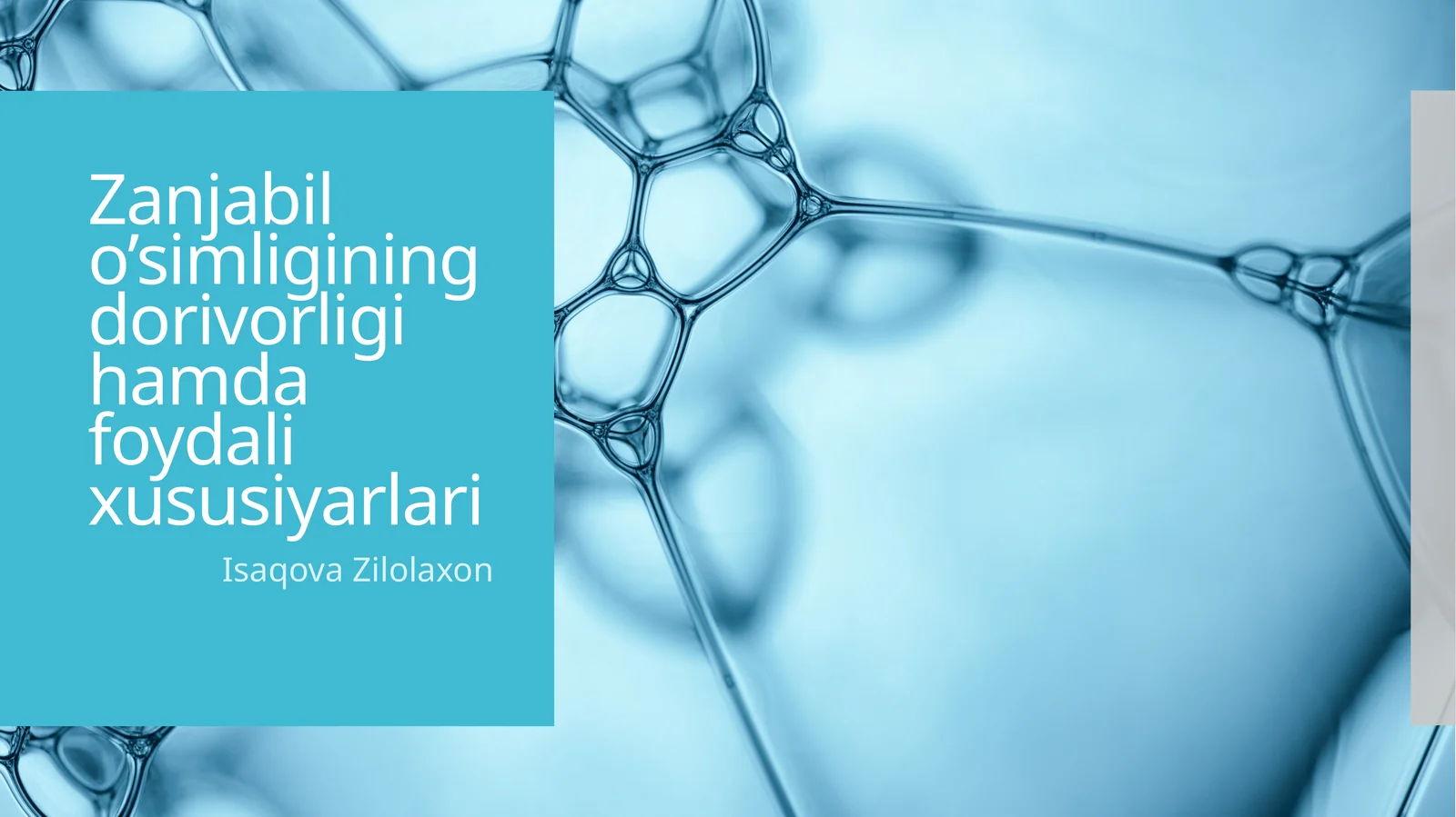Zanjabil o’simligining dorivorligi hamda foydali xususiyarlari