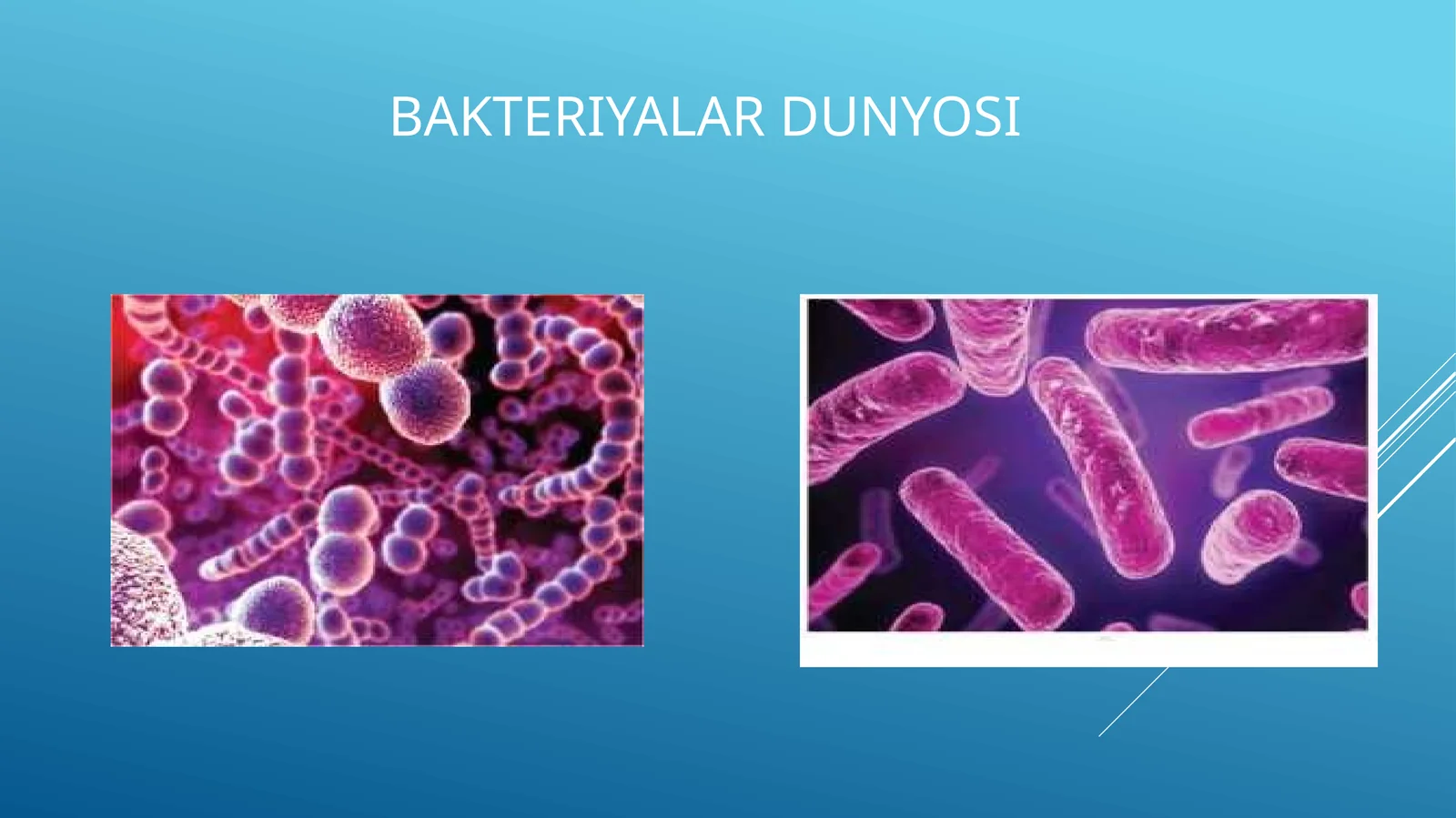 Bakteriyalar dunyosi