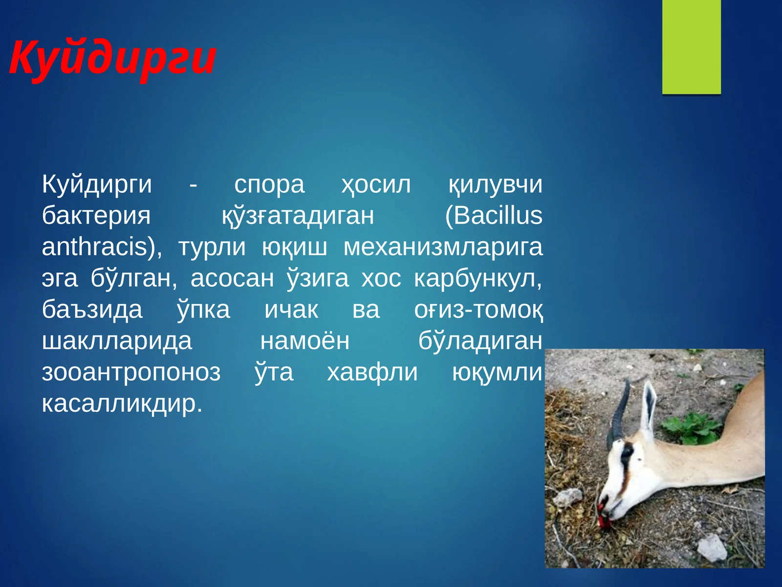 Куйдирги
