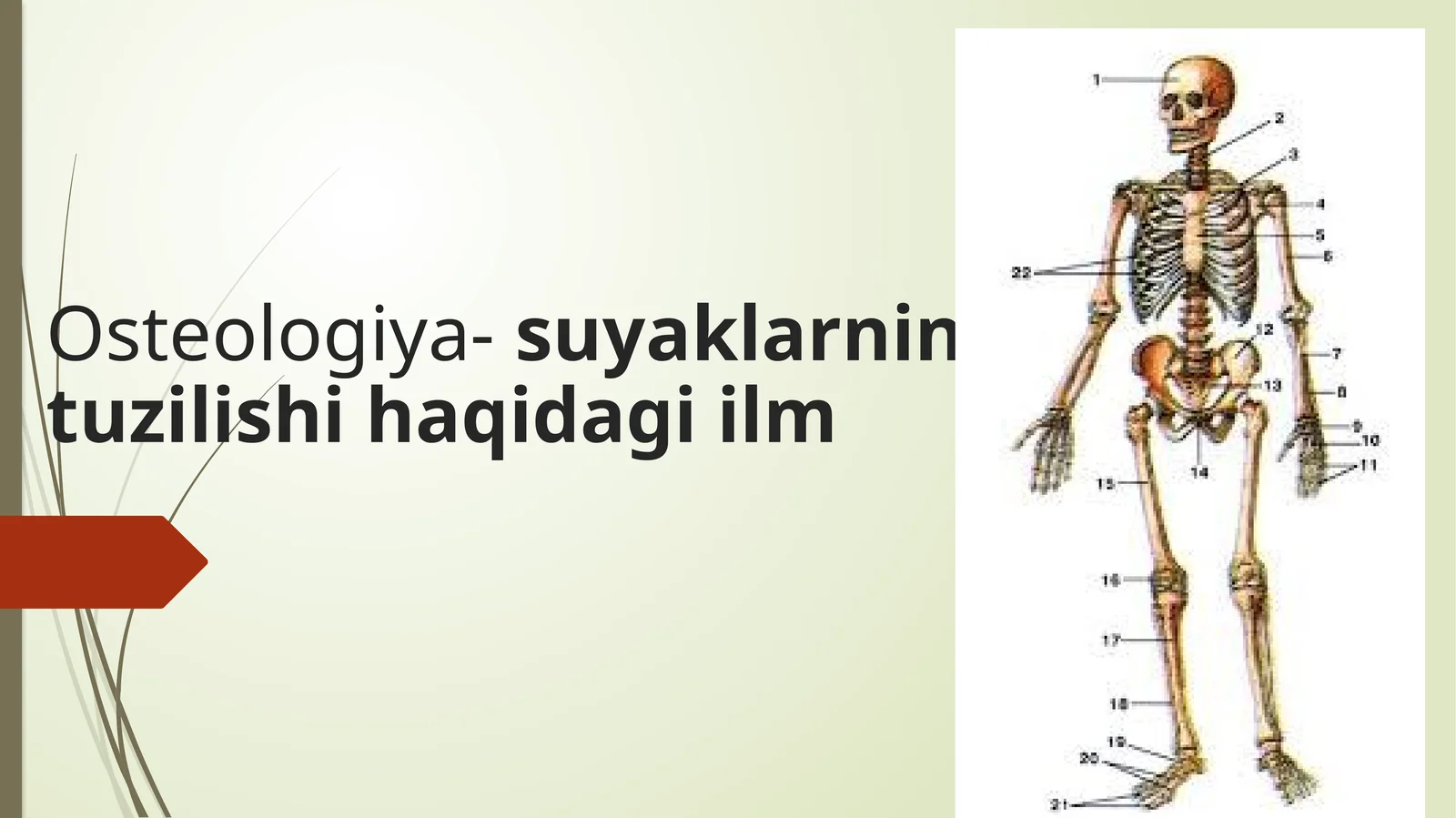 Osteologiya-suyaklarning tuzilishi haqida ilm