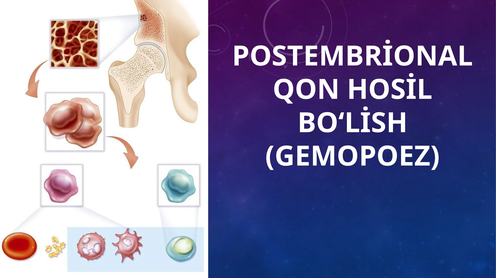 Postembrional qon hosil bo‘lish (Gemopoez)