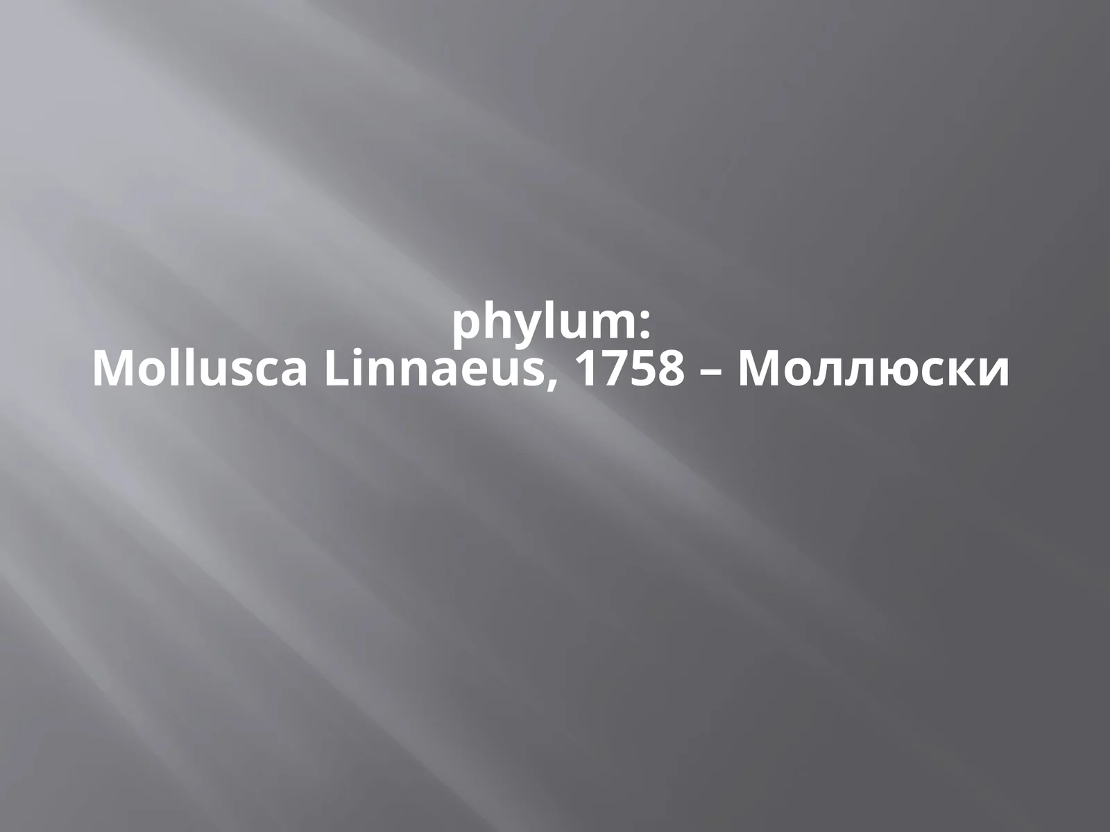 phylum:MolluscaLinnaeus,1758 – Моллюски