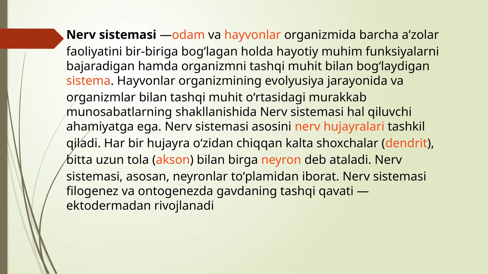 Nerv sistemasining rivojlanishi