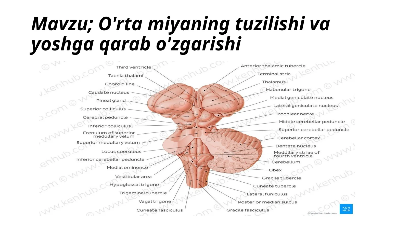 O'rtamiyaning tuzilishi va yoshga qarab o'zgarishi