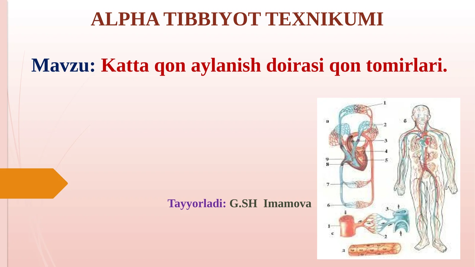 Kattaqonaylanish doirasi qontomirlari