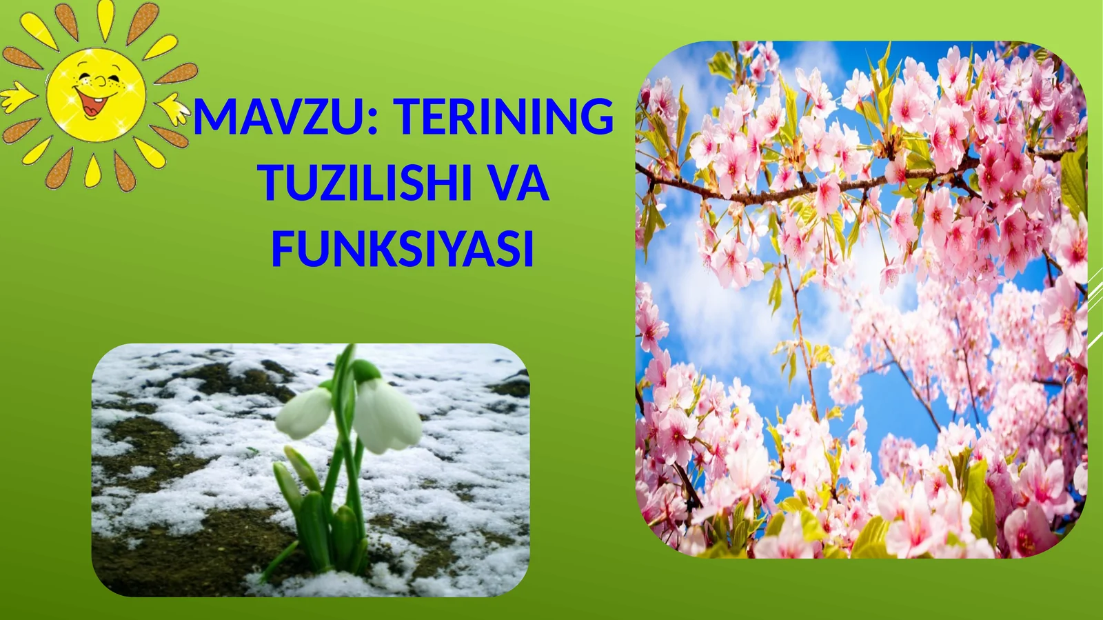 Terining tuzilishi