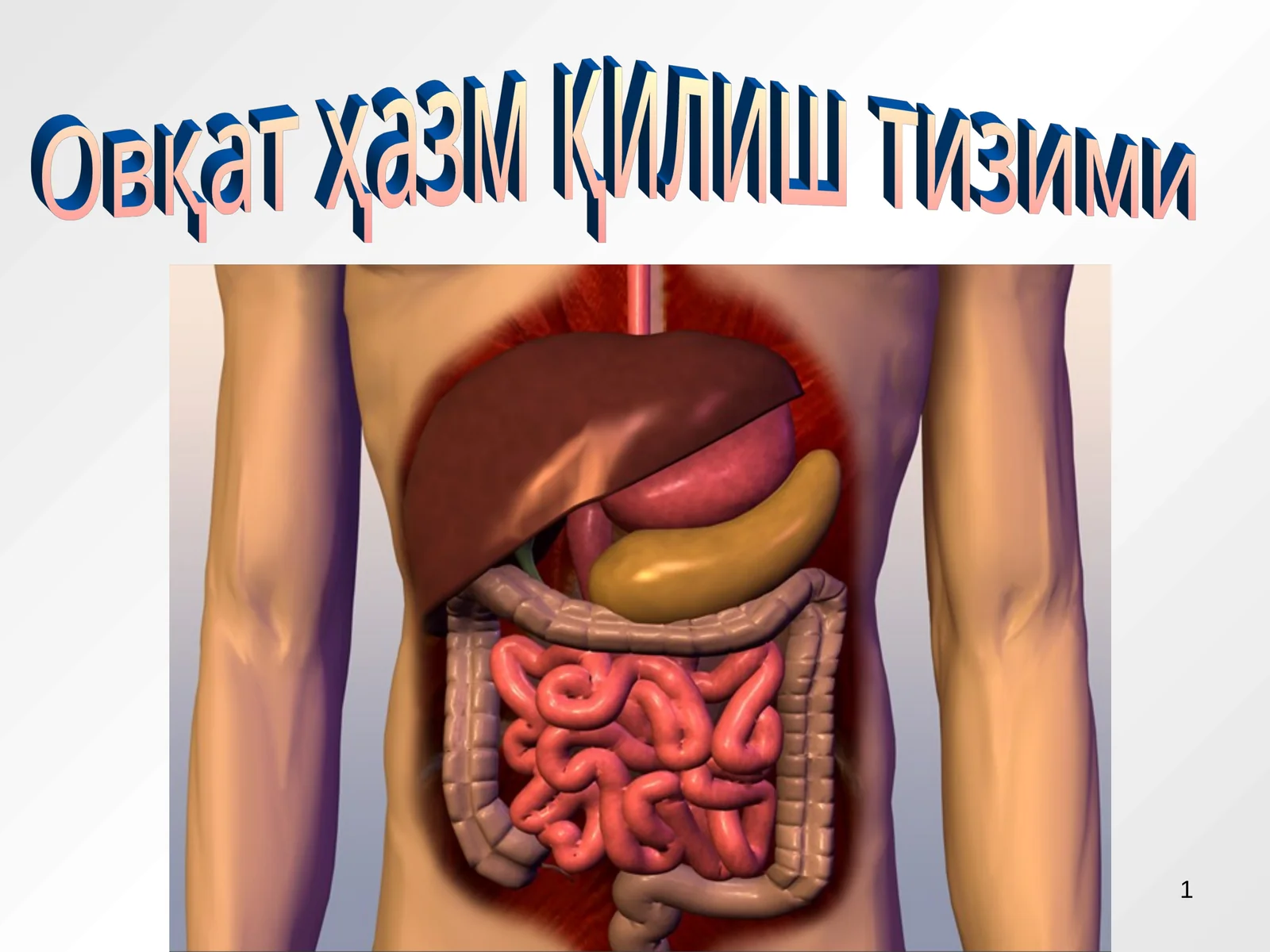 Овқат ҳазм қилиш тизими