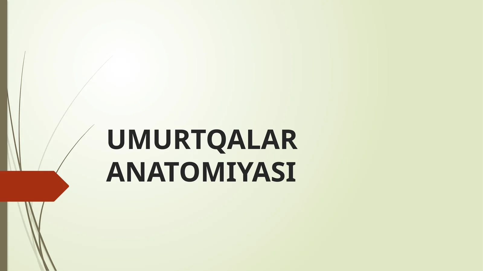 Umurtqalar ANATOMIYASI