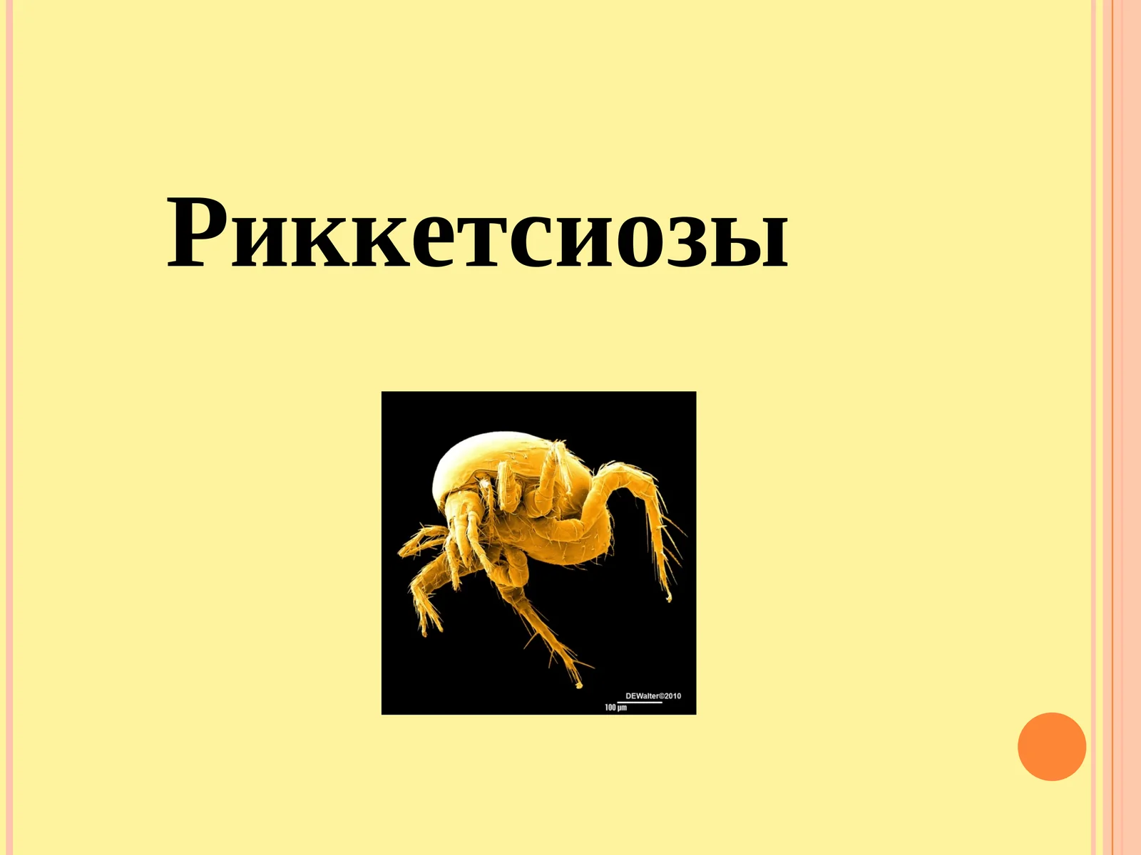 Риккетсиозы