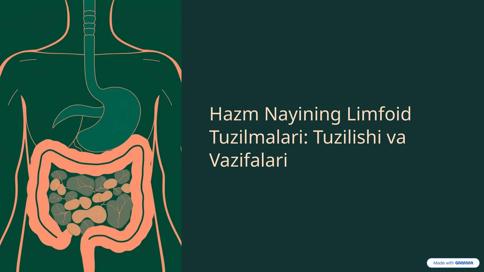 Hazm Nayining Limfoid Tuzilmalari: Tuzilishi va Vazifalari