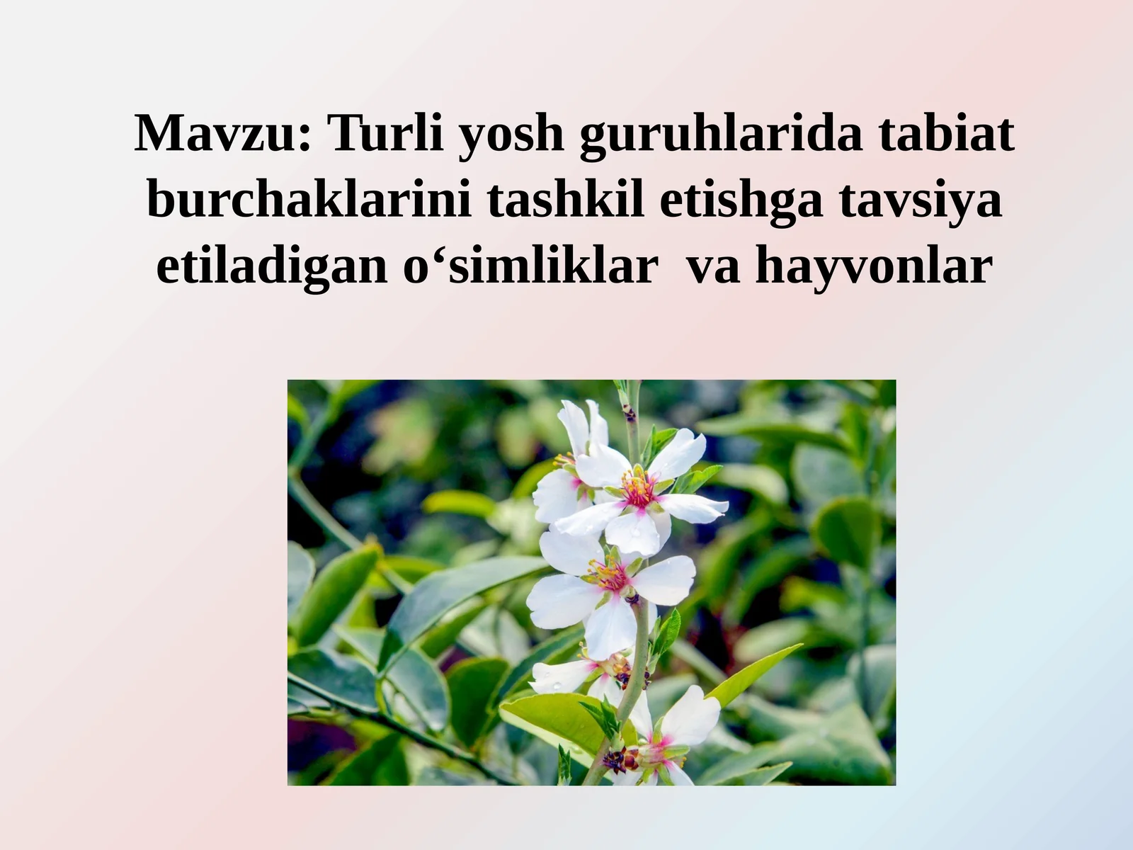 Turli yosh guruhlarida tabiat burchaklarini tashkil etishga tavsiya etiladigan o‘simliklar va hayvonlar