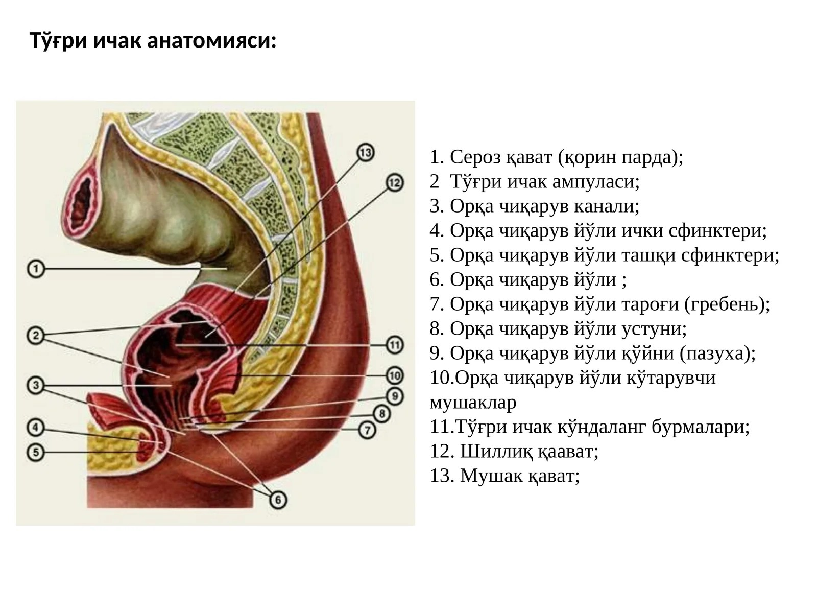 Тўғри ичак(rectum)