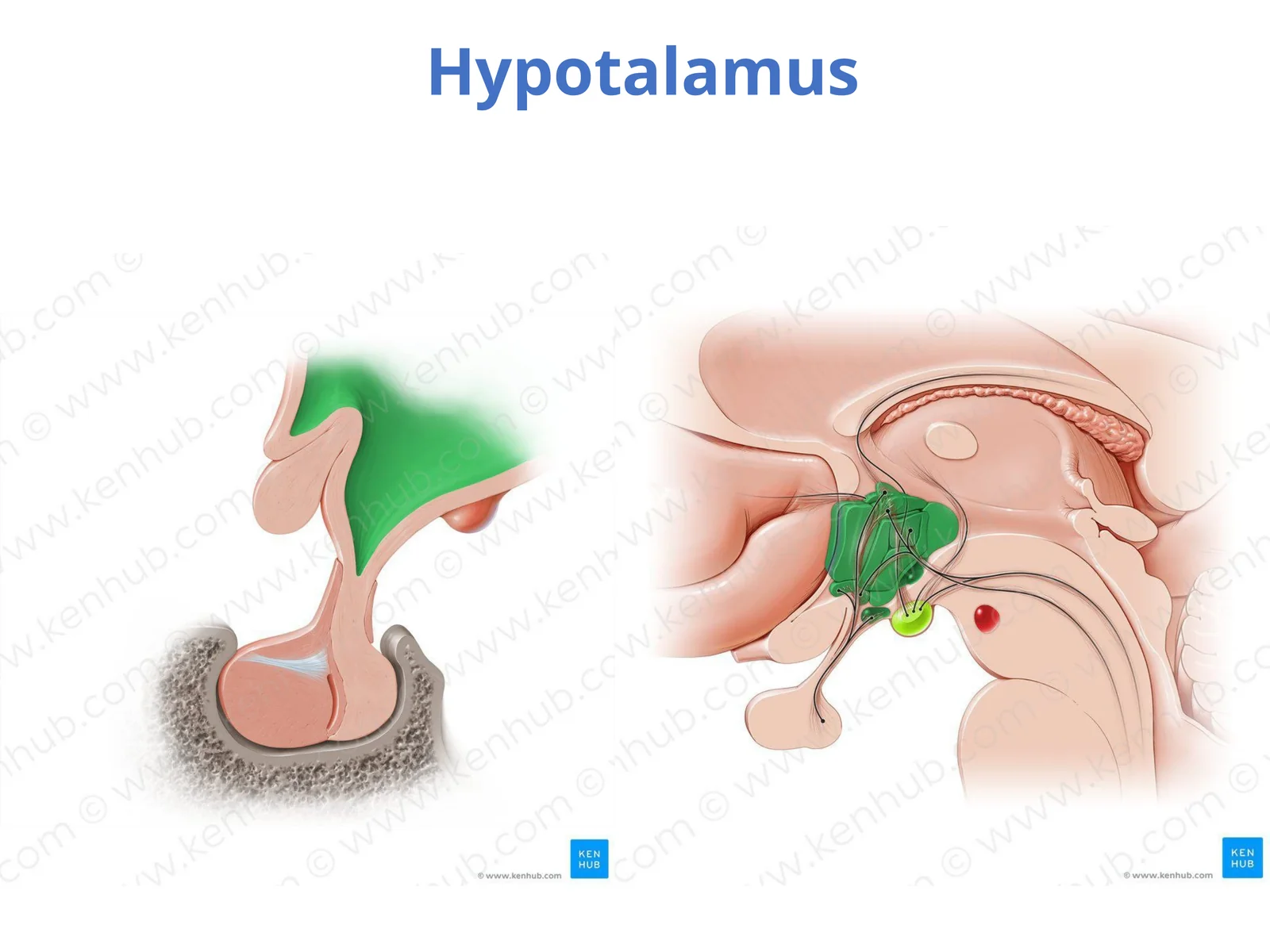 Hypotalamus