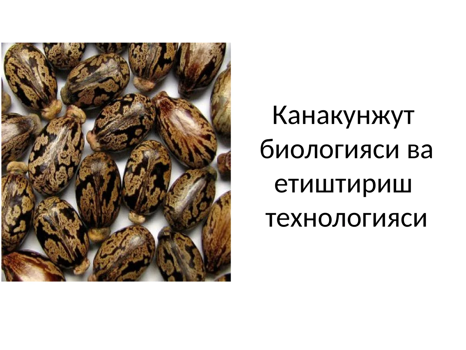 Канакунжут биологияси ва етиштириштехнологияси