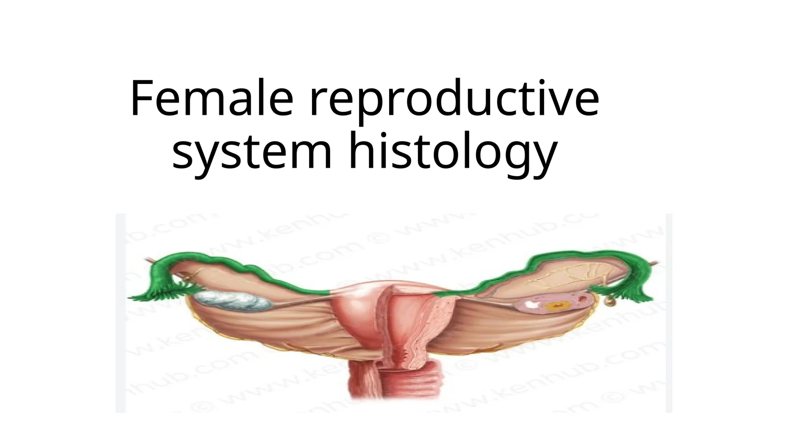 female reproductive system histology