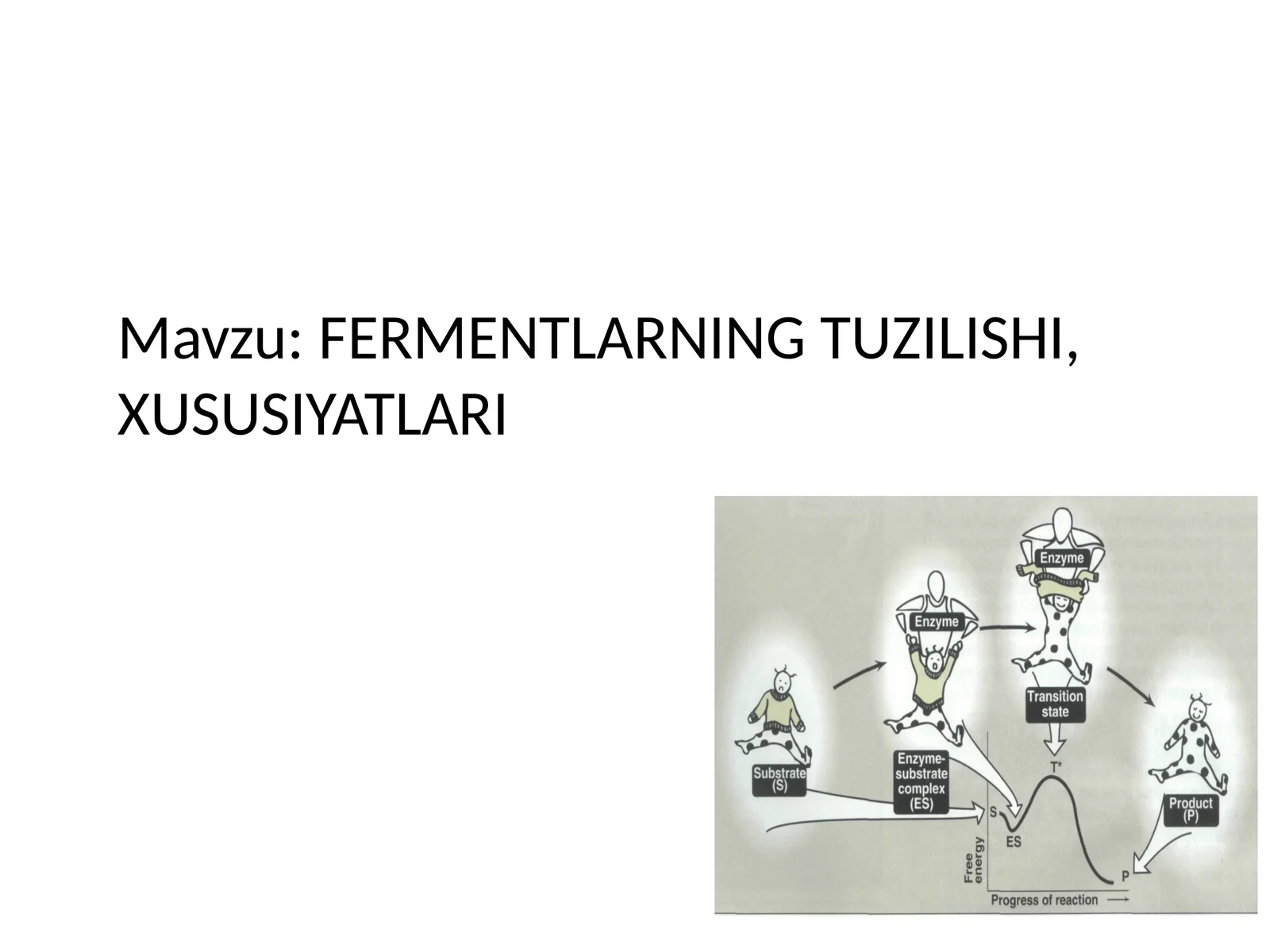 FERMENTLARNING TUZILISHI, XUSUSIYATLARI