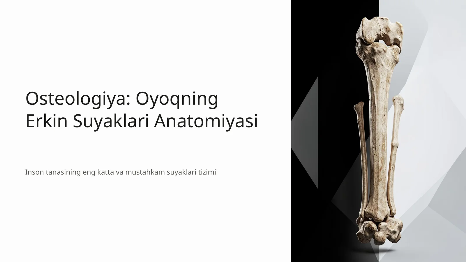 Osteologiya: Oyoqning Erkin Suyaklari Anatomiyasi