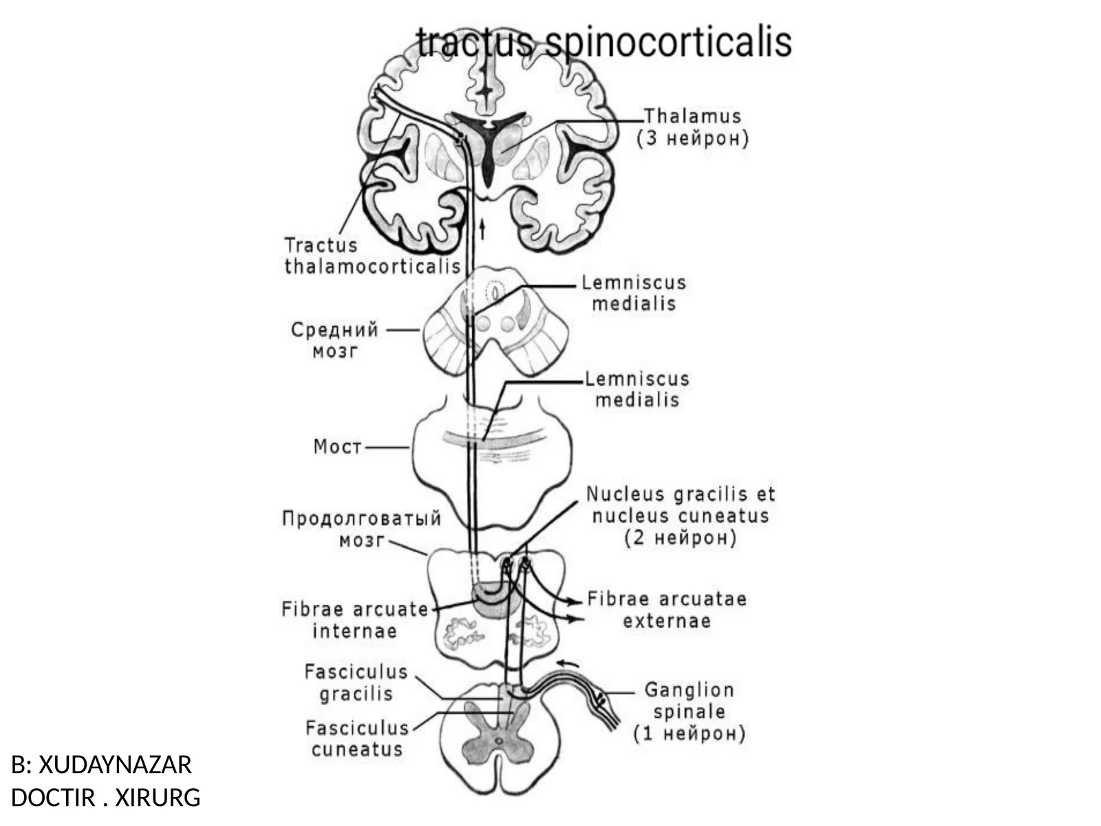DOCTIR. XIRURG