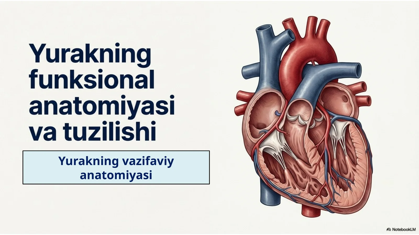 Yurakning vazifaviy anatomiyasi