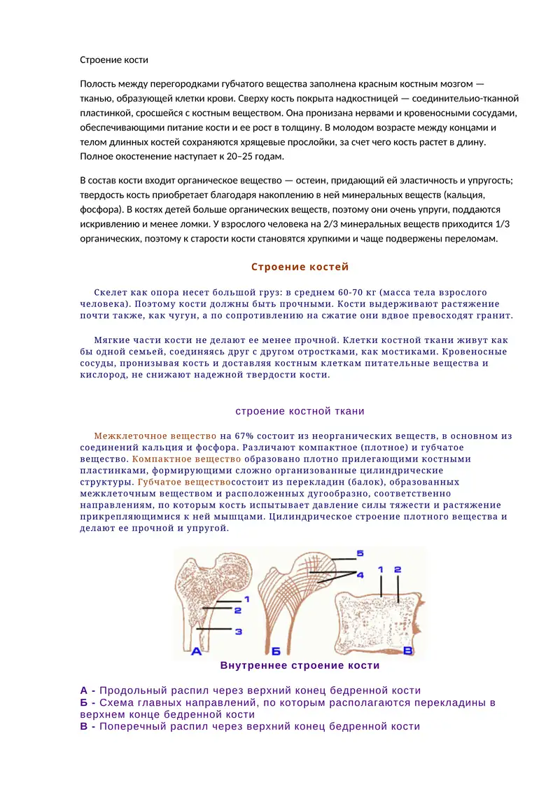 Строение кости