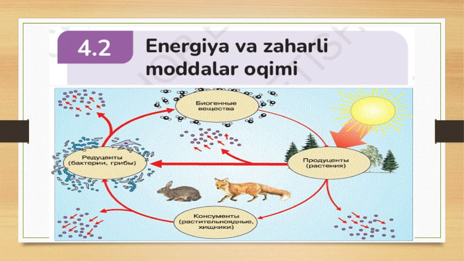 Energiya nibiziq-ovqat mahsulotlari