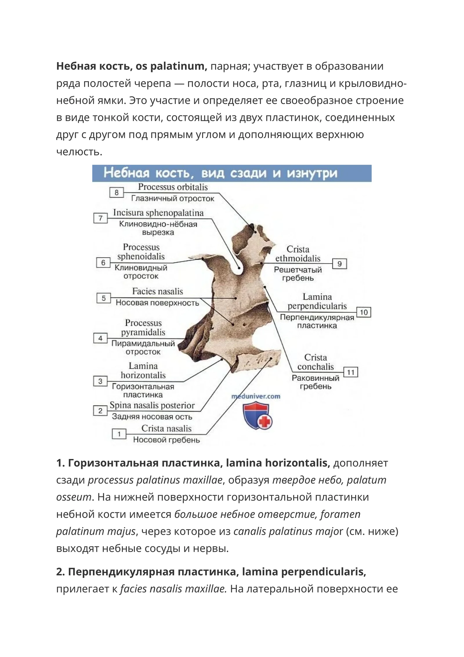 Небная кость