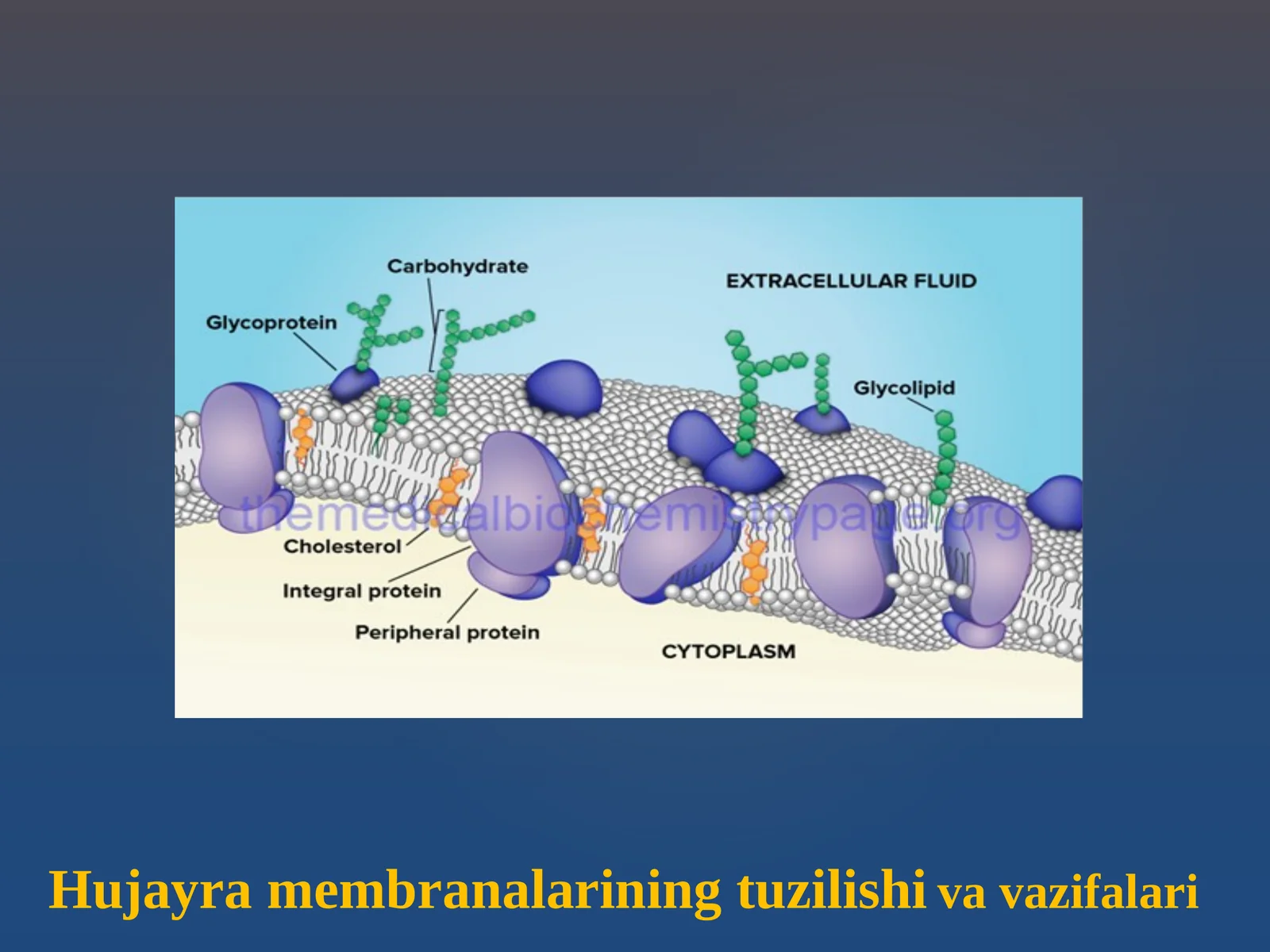 Hujаyrа mеmbrаnаlаrining tuzilishi va vazifalari