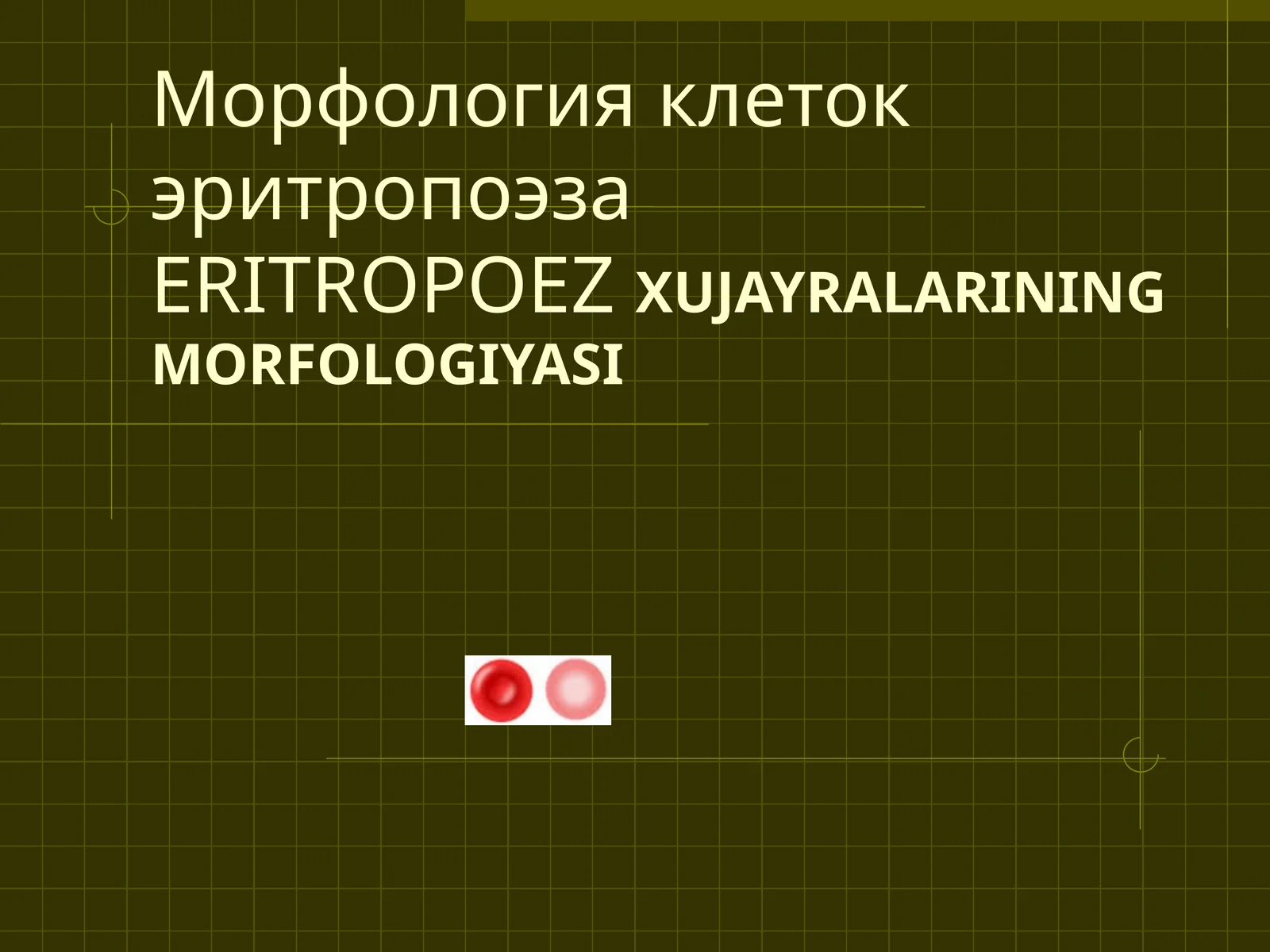 Эритробласт
