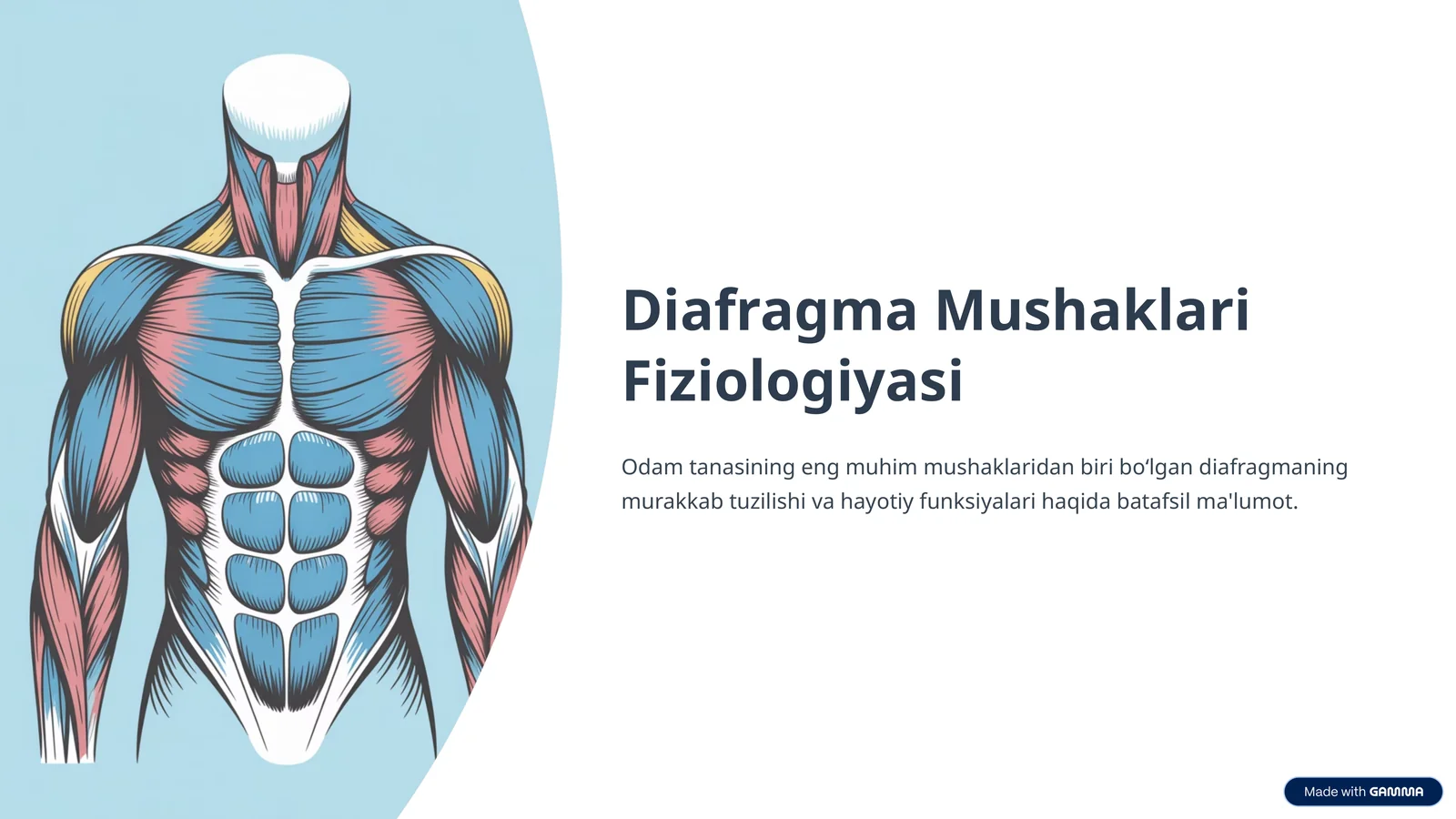 Diafragma Mushaklari Fiziologiyasi