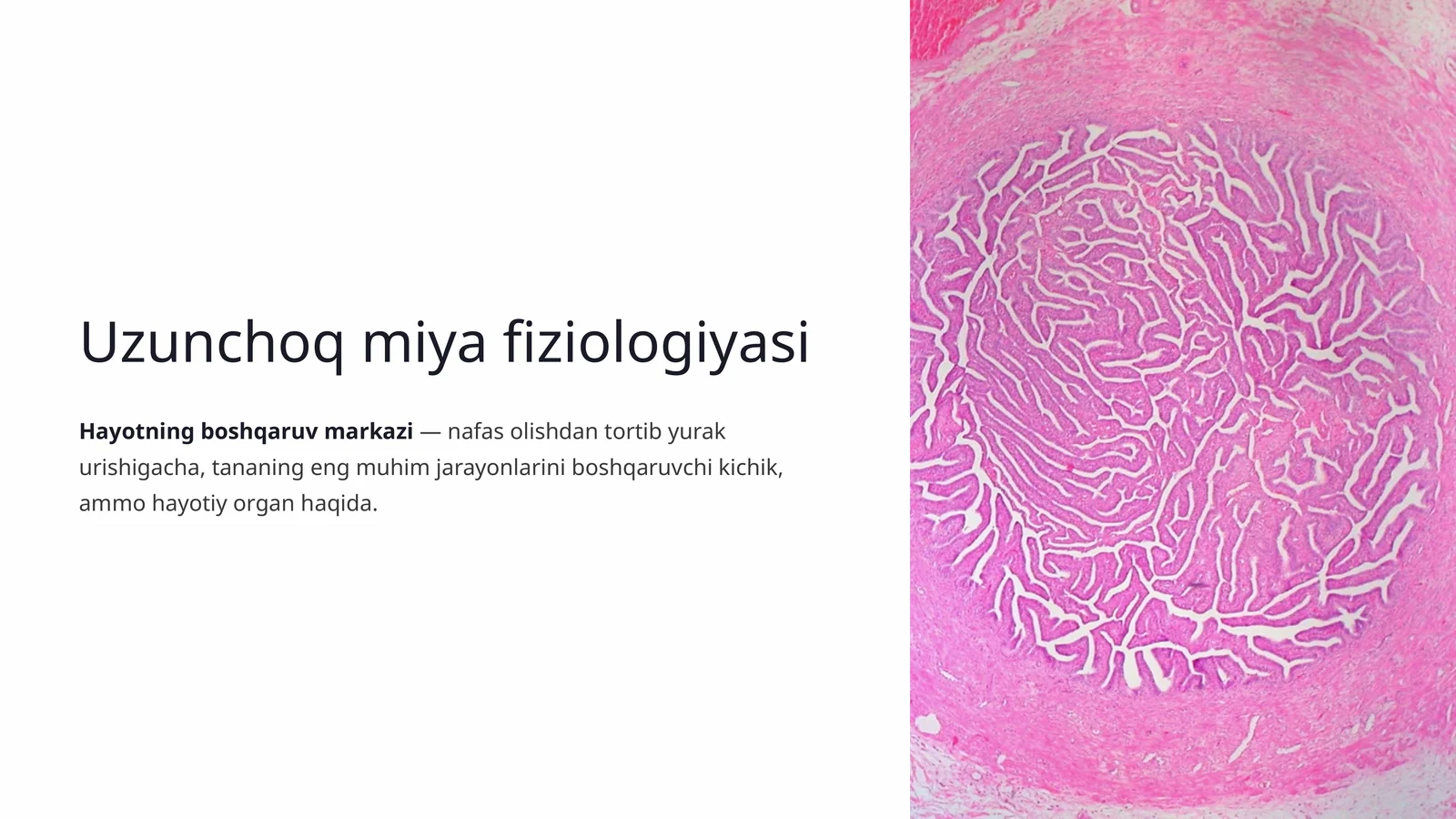 Uzunchoq miya fiziologiyasi