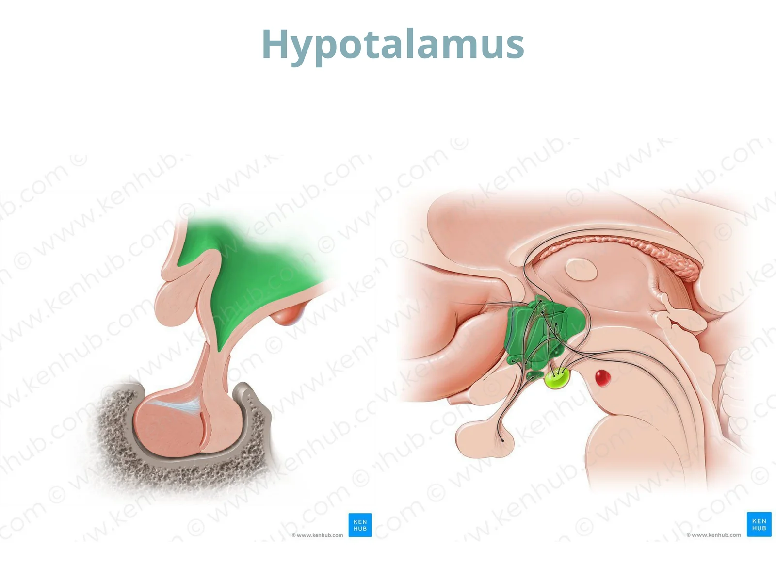 Hypotalamus