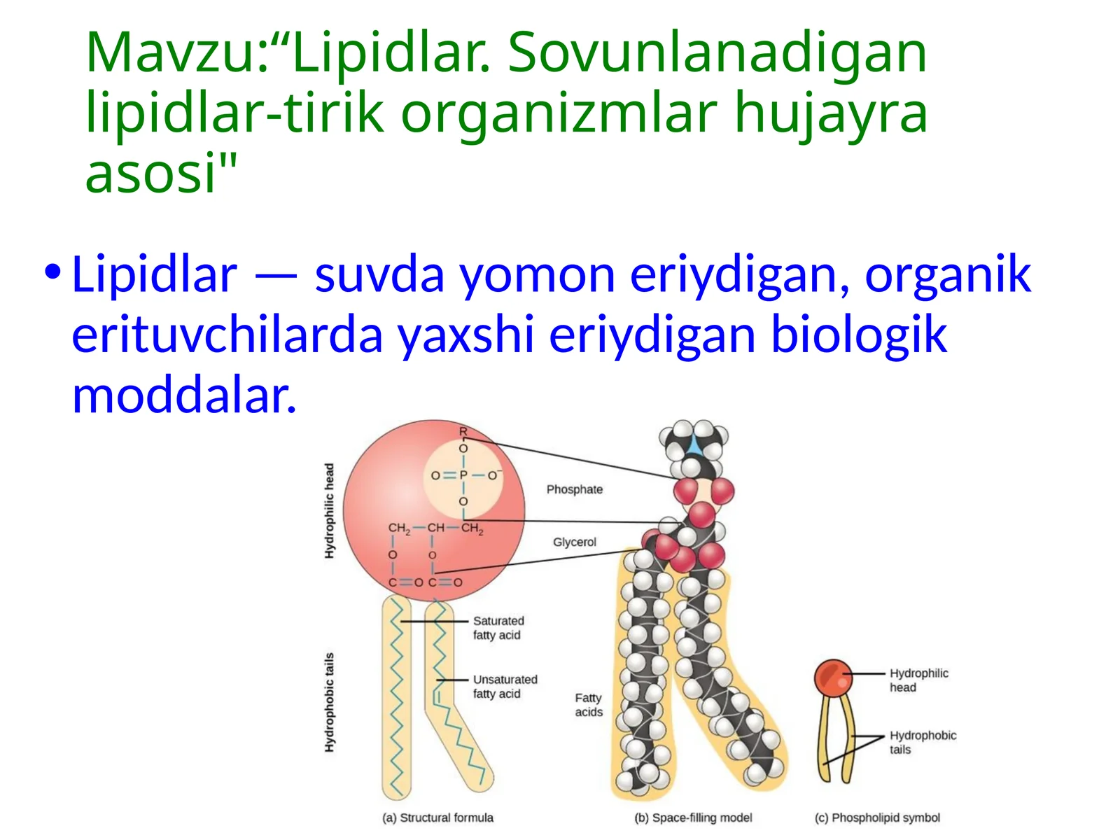 Lipidlar.Sovunlanadigan lipidlar.