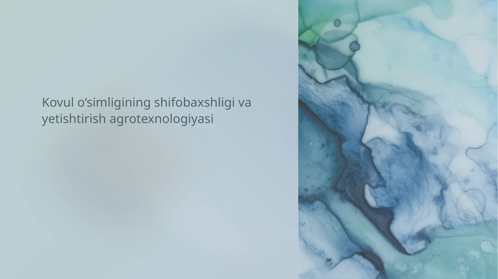 Kovul o‘simligining shifobaxshligi va yetishtirish agrotexnologiyasi