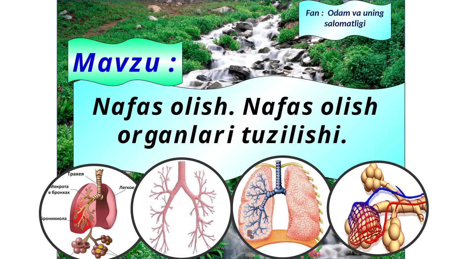 Nafas olish organlari tuzilishi
