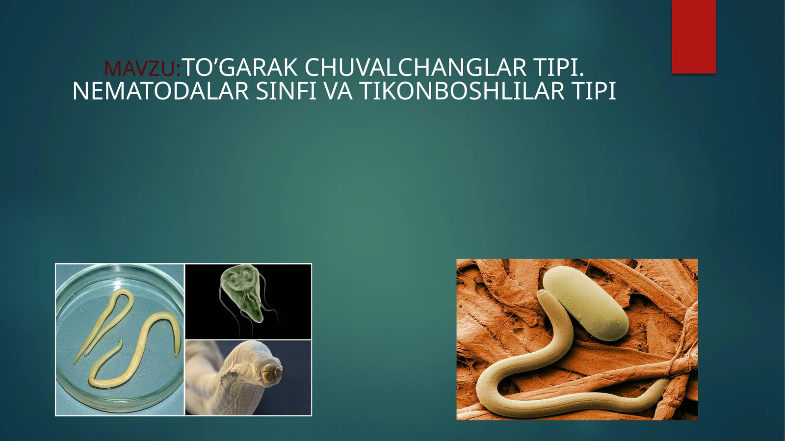 TO’GARAK CHUVALCHANGLAR TIPI. NEMATODALAR SINFI VA TIKONBOSHLILAR TIPI