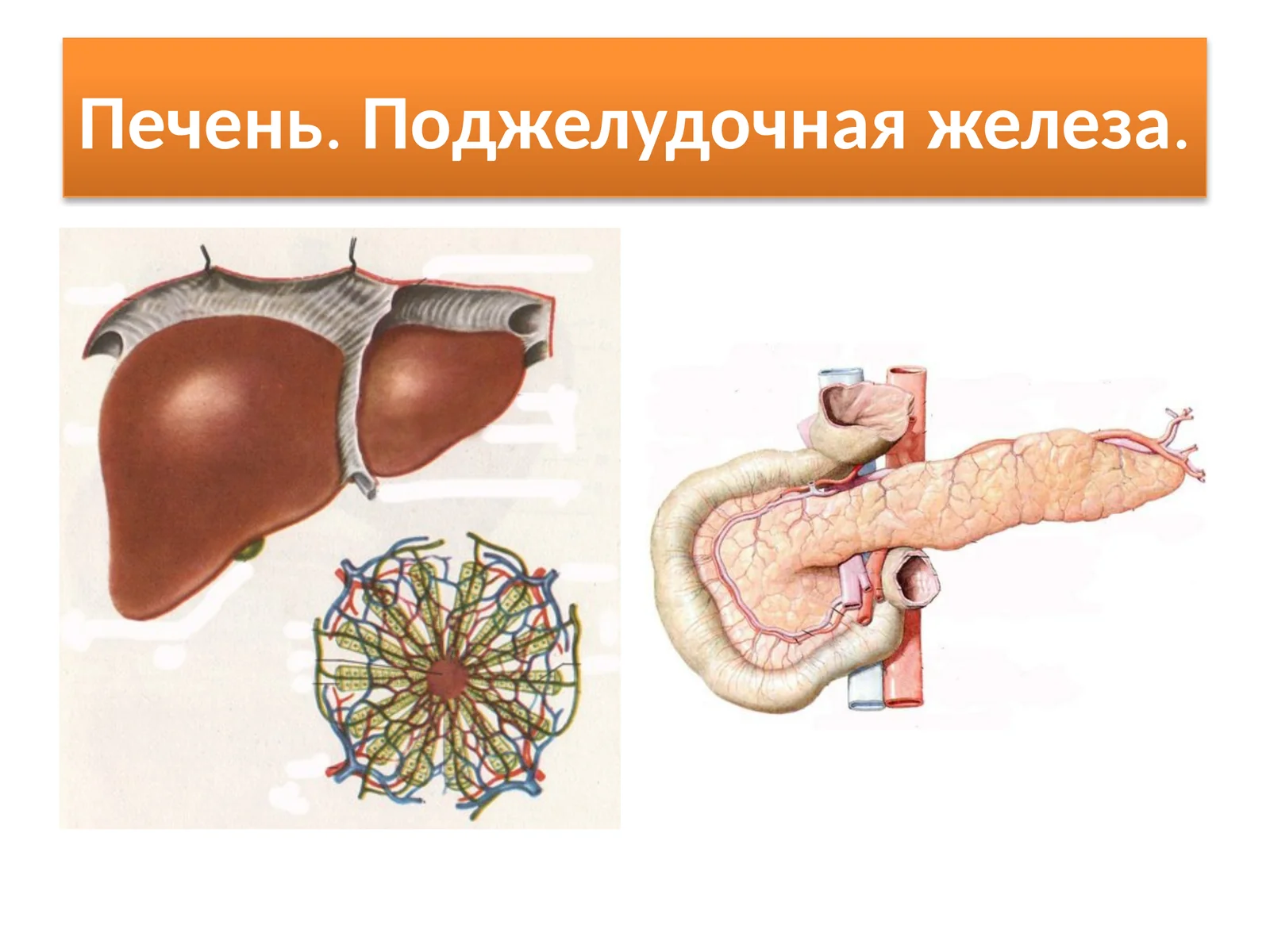 Печень