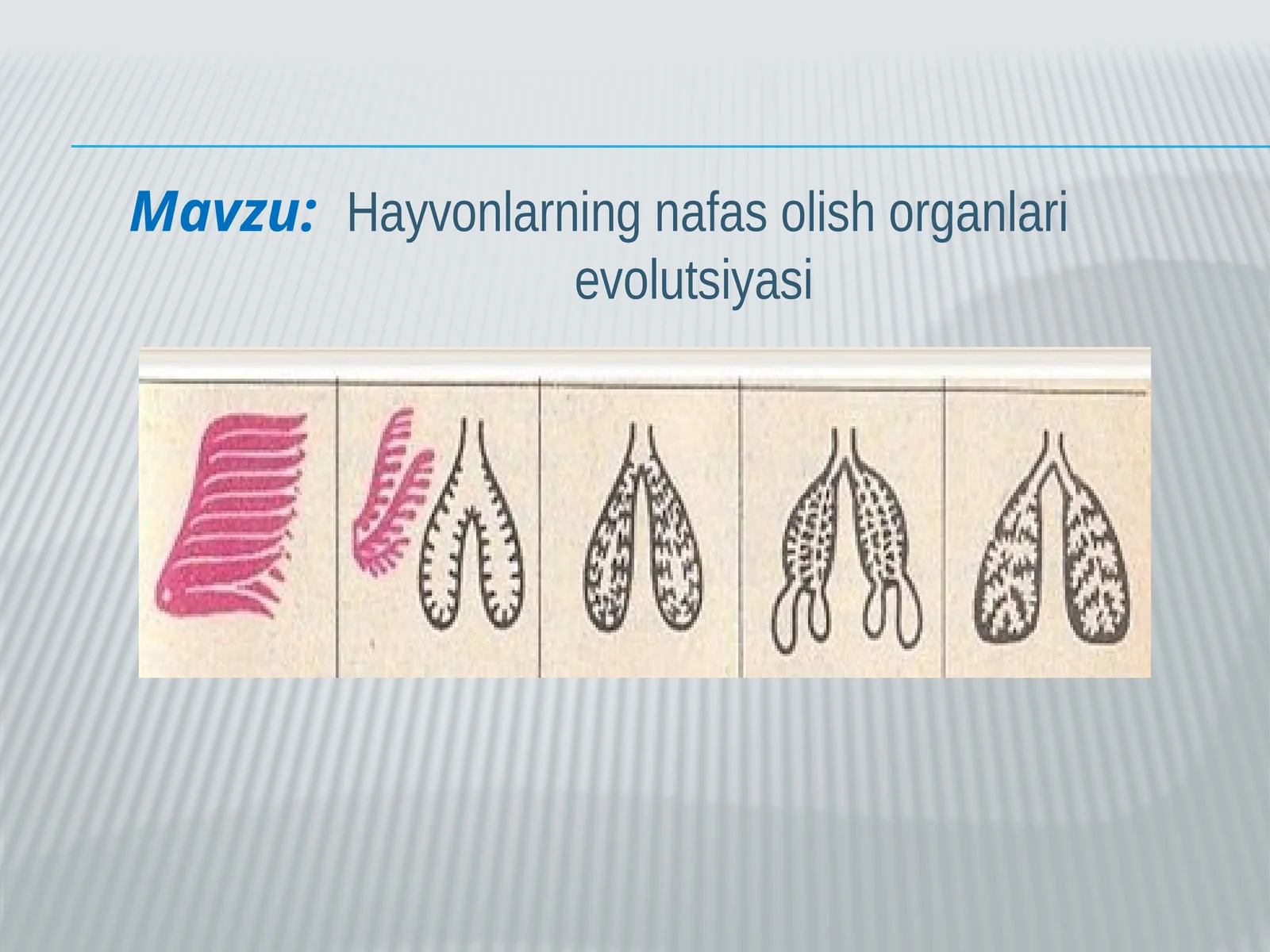 Hayvonlarning nafas olish organlari evolutsiyasi